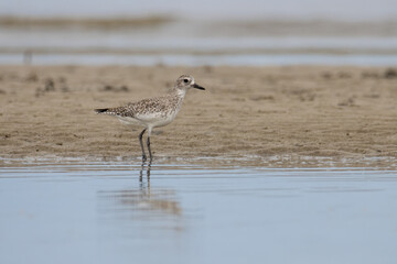 Nature wildlife image of Grey Plover water bird on beach