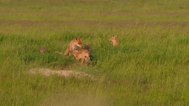 Red fox takes care of fox cubs, adorable fox family in the meadow
