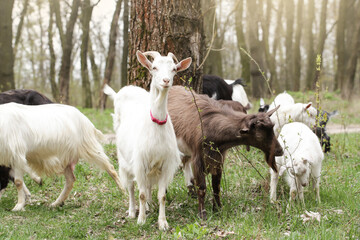 Goats eat tree branches. Herd of goats grazing in rural