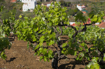 Fototapeta na wymiar Vineyards around San Mateo in Gran Canaria, new leaves on old vines in spring 