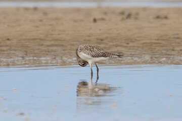 Nature wildlife image of Grey Plover water bird on beach