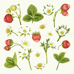 Summer boho  strawberries, white flowers, green leaves

