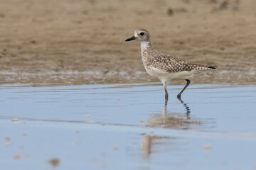 Nature wildlife image of Grey Plover water bird on beach