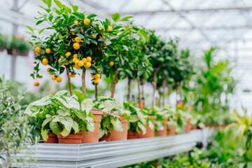 Closeup of small tangerine tree in pot in a row at shelves at greenhouse.