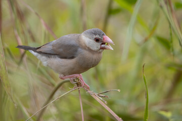 Nature Wildlife image of beautiful bird Java sparrow (Lonchura oryzivora) with green background