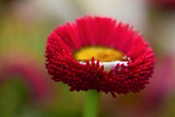 Pink Bellis Perennis after rain as a close up © Luise123