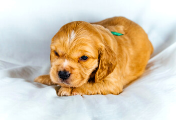 Closeup cocker spaniel puppy dog lies on a white cloth
