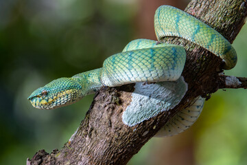 A very venomous and endemic snake Sabah Pit Viper Bornean Keeled Pit Vipe with nature green background