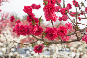 Peach flower blooming in the garden, closeup of photo.