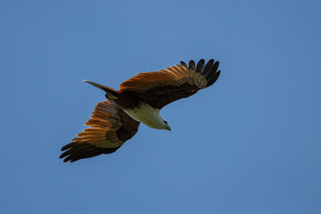 Osprey flying above looking for prey over the blue sky