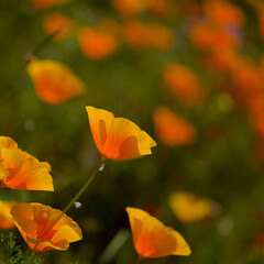 Flora of Gran Canaria -  Eschscholzia californica, the California poppy, introduced and invasive species natural macro floral background
