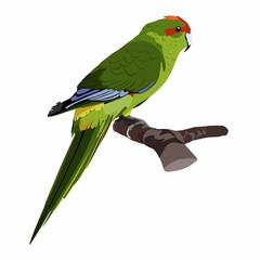 Realistic  beautiful exotic tropical birds: macaw, parrot bird isolated on white background.