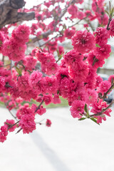Peach flower blooming in the garden, closeup of photo.