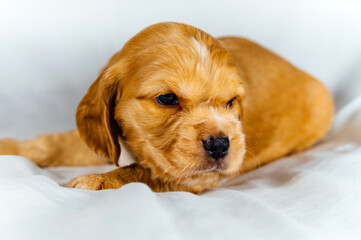 Closeup cocker spaniel puppy dog lies on a white cloth