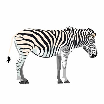 Zebra standing isolated on white background,graphical sketch illustration.