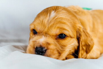 Closeup cocker spaniel puppy dog lies on a white cloth