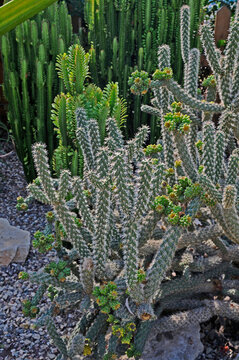 Close Up Of A Cactus Plant Opuntia Tunicata