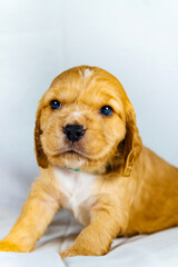 Closeup cocker spaniel puppy dog seats on a white cloth and look on you
