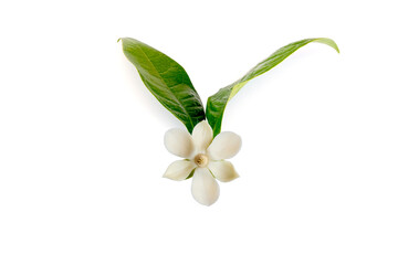 White magnolia flower (Magnolia grandiflora) on isolated white background, with clipping path.