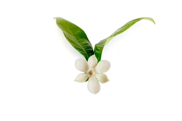Poster White magnolia flower (Magnolia grandiflora) on isolated white background, with clipping path. © suwanb