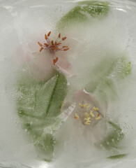 Quince flower frozen within a block of ice
