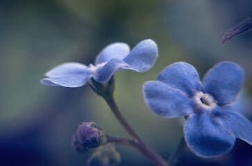 Blue forget-me-not flower in sunny spring garden