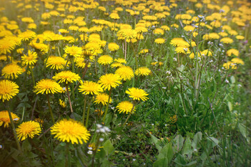 Yellow blossoming dandelions on a sunny summer meadow