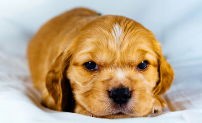 Closeup cocker spaniel puppy dog lies on a white cloth and look on you