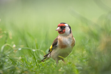 Stieglitz / Distelfink im Gras