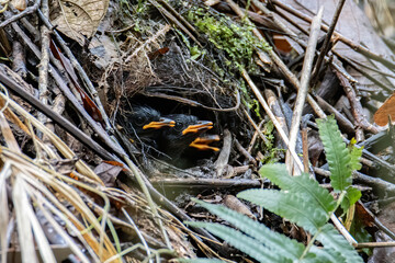 Hooded Pitta feeding baby with earth worm and ready to leave the mound nest in the next minute. Mother and babies bird.