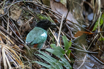 Hooded Pitta feeding baby with earth worm and ready to leave the mound nest in the next minute. Mother and babies bird.