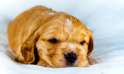 Closeup cocker spaniel puppy dog lies on a white cloth and look on you
