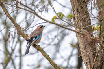 Eichelhäher im Baum