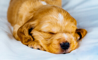 Closeup cocker spaniel puppy dog sleeps on a white cloth