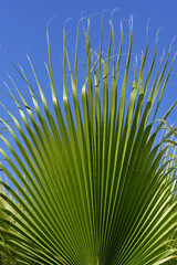 a green palm leaf against a blue sky in vertical format