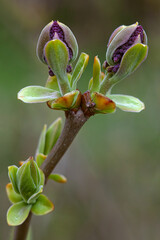 Blooming lilac buds macro photography of the flowering stages of spring plants, a small spider sits on a petal