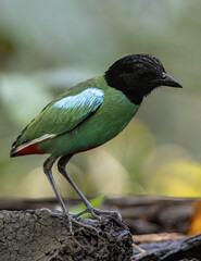 Nature Wildlife image of Borneo Hooded Pitta (Pitta sordida mulleri) on Rainforest jungle