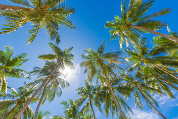 Beautiful nature pattern, tropical palm tree with sun light on blue sky background. Idyllic, relaxational natural view, leaves with sunny sky. Nature landscape from low point of view. Summer island