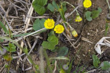 yellow flower in the garden