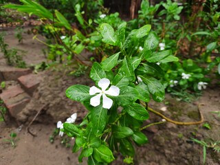 flowers in the garden