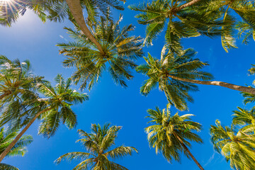 Obraz na płótnie Canvas Beautiful nature pattern, tropical palm tree with sun light on blue sky background. Idyllic, relaxational natural view, leaves with sunny sky. Nature landscape from low point of view. Summer island