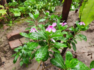flowers in the garden