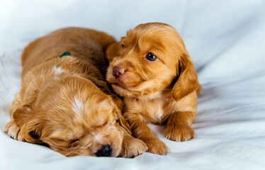 Closeup two cocker spaniel puppies dog lays on a white cloth, one of them sleeps