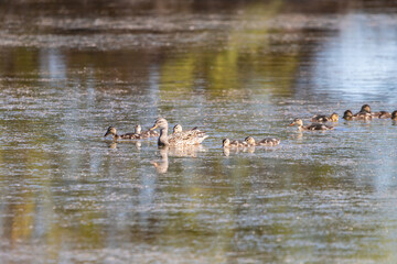 Female Mallard (Anas platyrhynchos) with her ducklings. Main focus is in female mallard with shallow deep of field