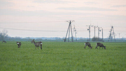 OLYMPUS DIGITAL CAMERA © KrzysztofAleksander