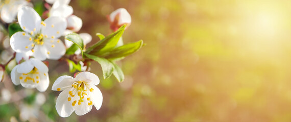 Blooming branch with white flowers and buds close-up. Spring background with selective focus on the flower and blurred background. Sunset rays of the sun. Banner with copy space