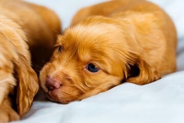 Closeup two cocker spaniel puppies dog lays on a white cloth, one of them sleeps