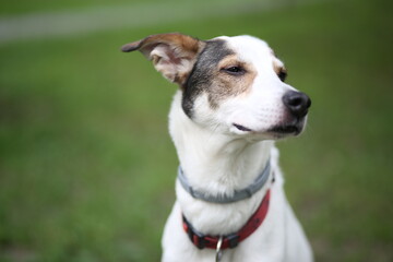 Portrait of a white and brown dog