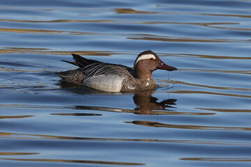 Wild duck swims slowly on the lake