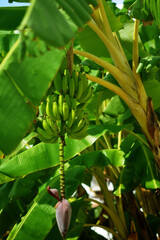 Fototapeta na wymiar Beautiful photo of a banana tree with unripe bananas, green bananas